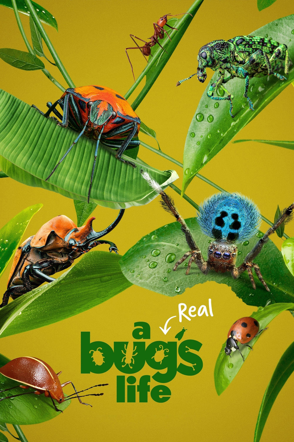 A Real Bug's Life Season 1 (2024) 5 ตอน