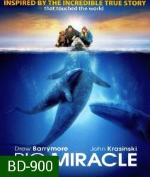 Big miracle ปาฏิหาริย์วาฬสีเทา