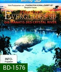 Abenteuer Everglades 3D - Die Manatis des Crystal River