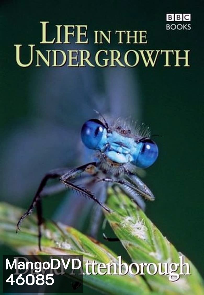 BBC Life In The Undergrowth (2005) โลกมหัศจรรย์ของแมลง