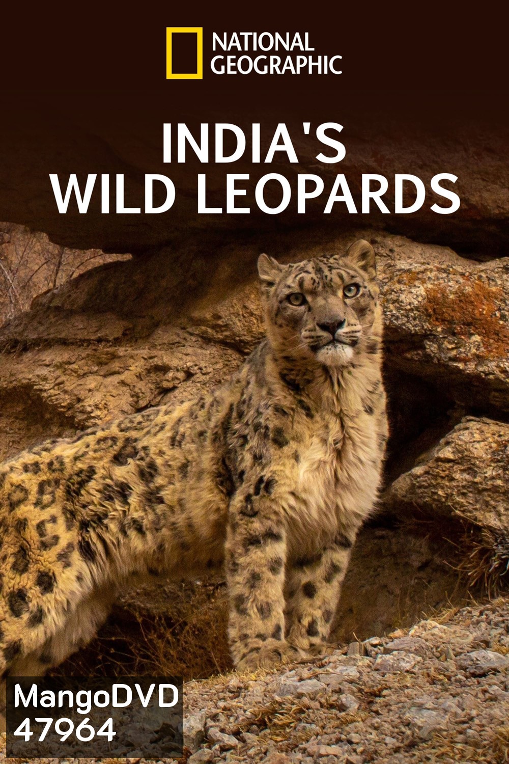 India's Wild Leopards (2020) เสือดาวป่าแห่งอินเดีย