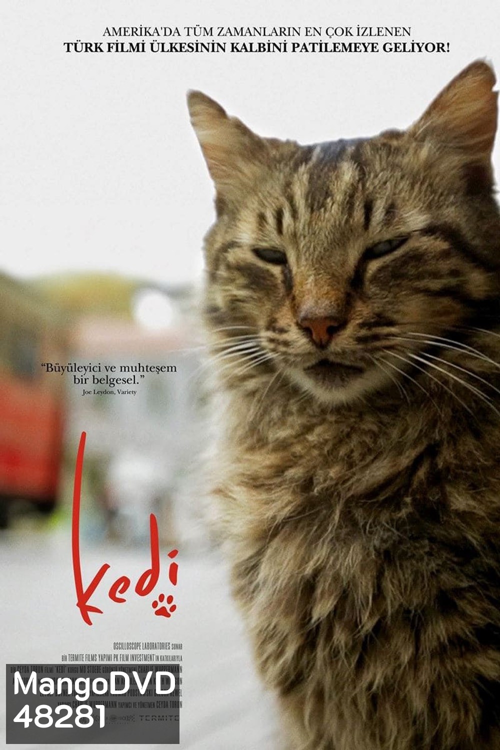 Kedi เมืองแมว (2016) สารคดีแมวเมืองอิสตัลบูล ทาสแมวต้องไม่พลาด!!