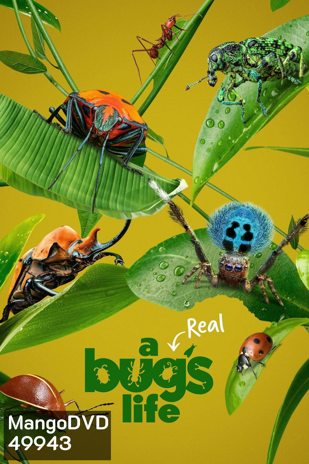 A Real Bug's Life Season 1 (2024) 5 ตอน