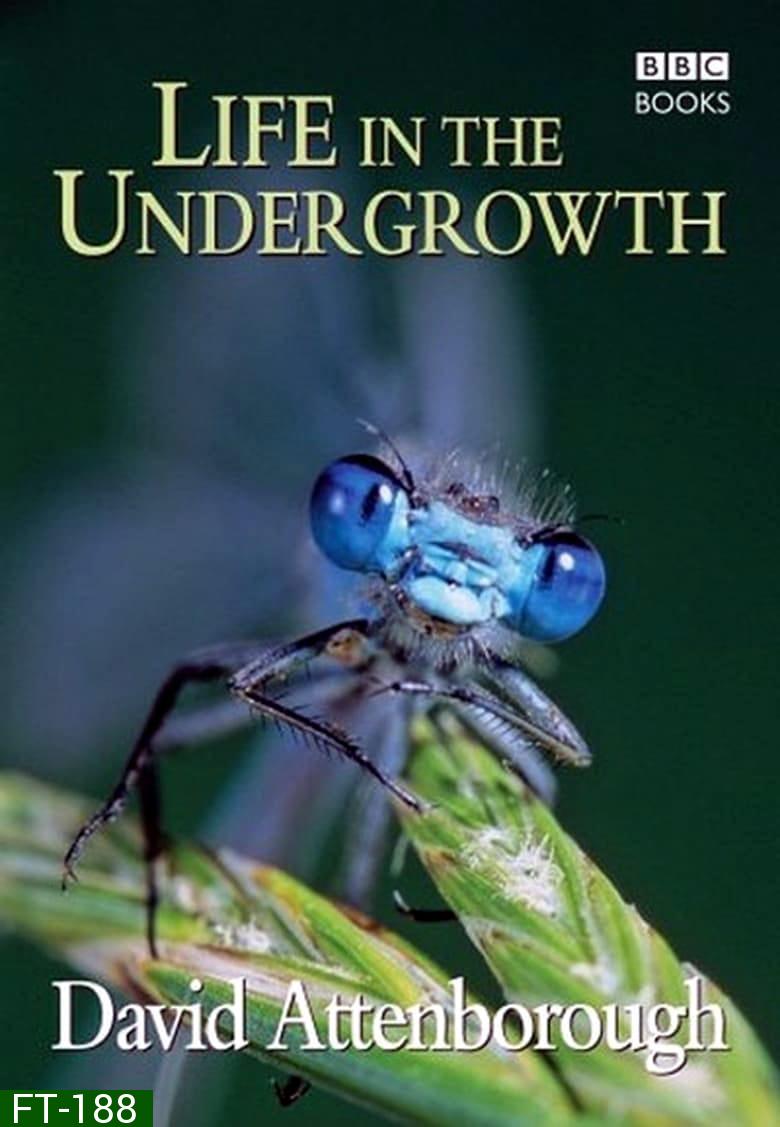 BBC Life In The Undergrowth (2005) โลกมหัศจรรย์ของแมลง 