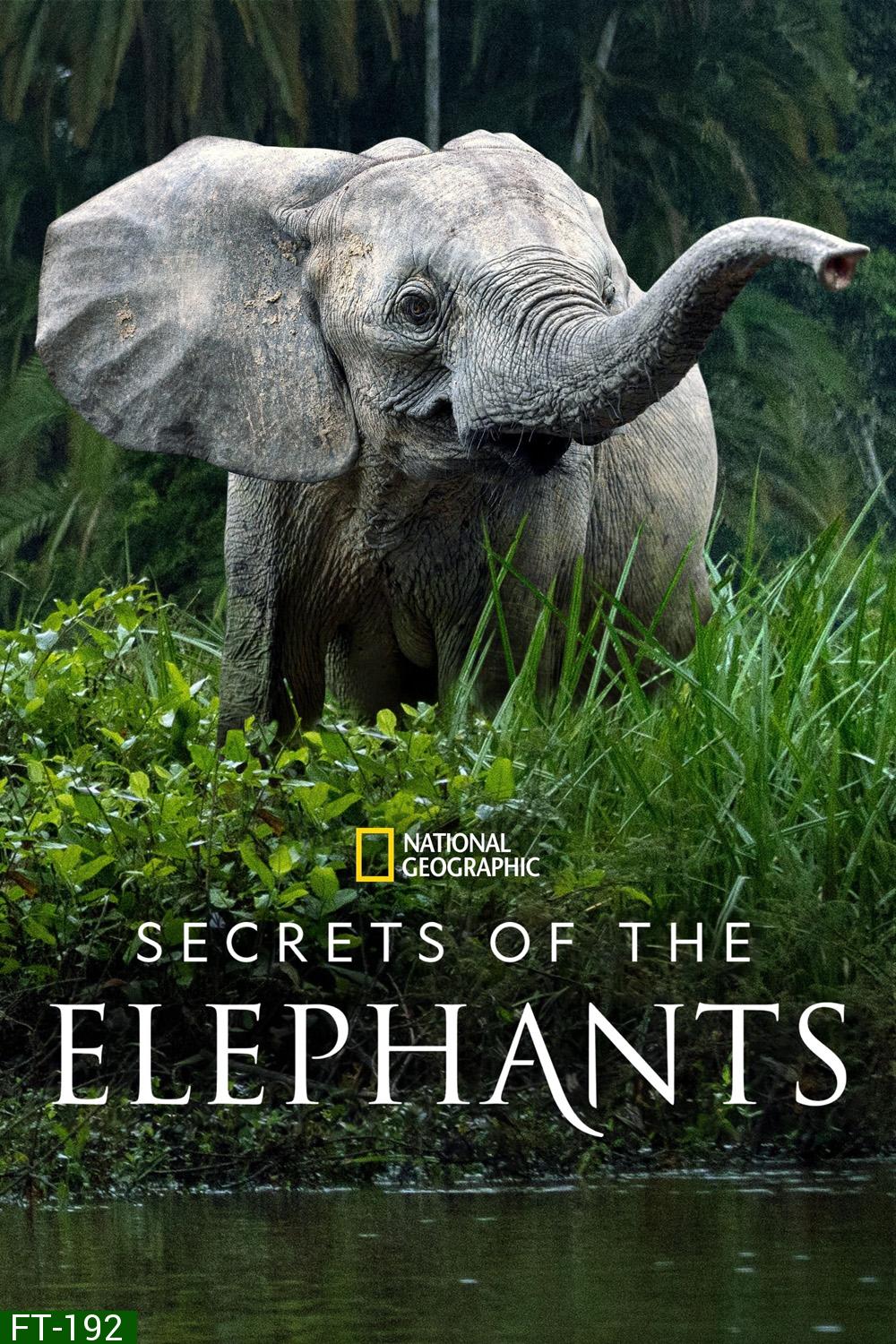 Secrets of the Elephants (2023) 4 ตอน