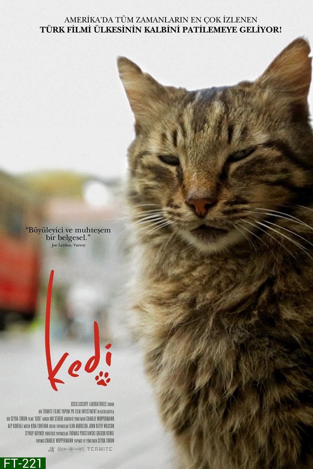 Kedi เมืองแมว (2016) สารคดีแมวเมืองอิสตัลบูล ทาสแมวต้องไม่พลาด!!
