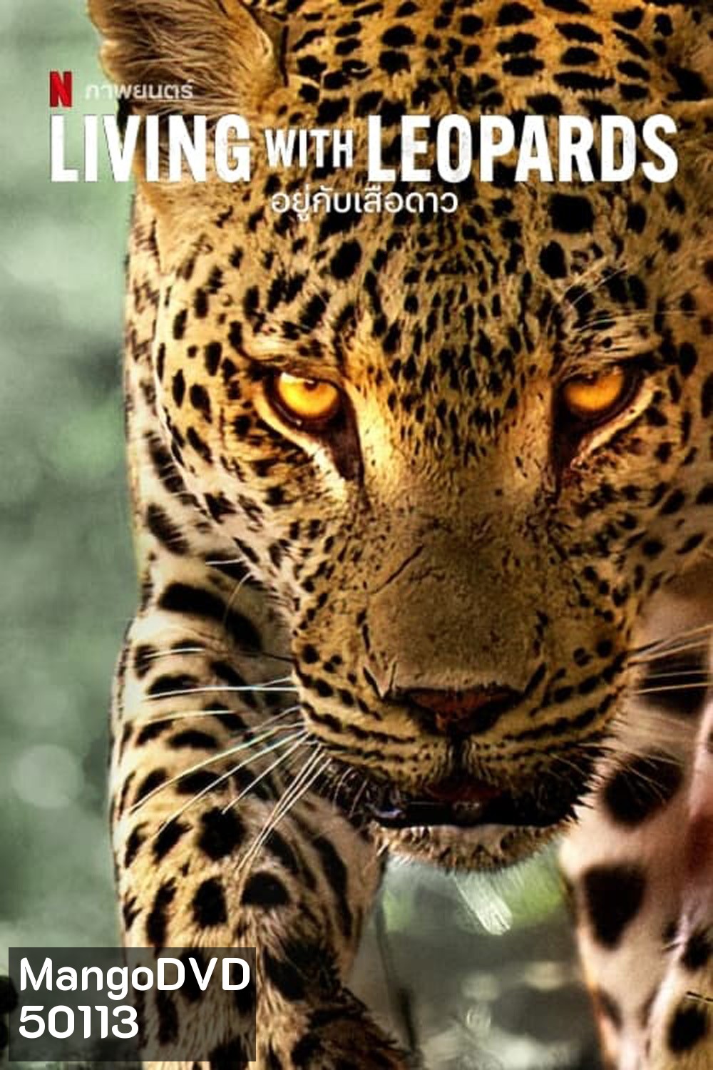 Living with Leopards (2024) อยู่กับเสือดาว